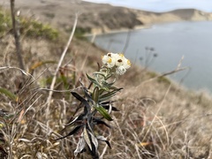 Anaphalis margaritacea