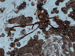 Mesenchytraeus solifugus