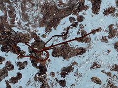 Mesenchytraeus solifugus