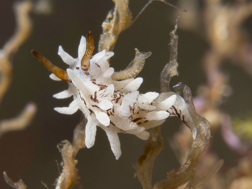 Okenia vena