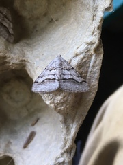 Digrammia continuata