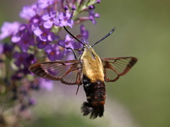Hemaris