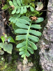 Polypodioideae