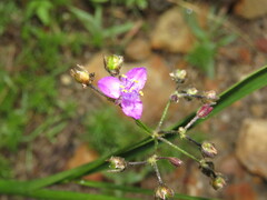 Tradescantia