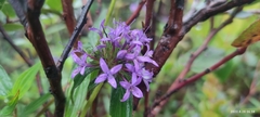 Crusea hispida