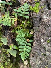 Polypodioideae
