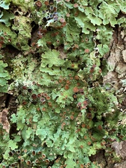 Ricasolia quercizans