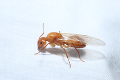 Camponotus castaneus
