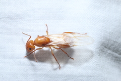 Camponotus castaneus