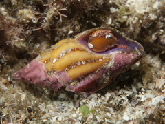 Peristernia reincarnata