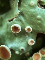 Ricasolia quercizans