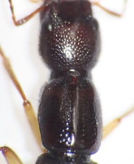 Homaeotarsus