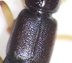 Homaeotarsus