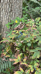 Caulophyllum thalictroides