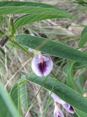Clitoria triflora