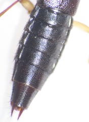 Homaeotarsus