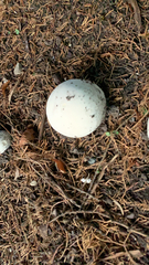 Agaricineae
