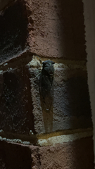 Neotibicen pruinosus