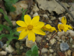 Asteraceae