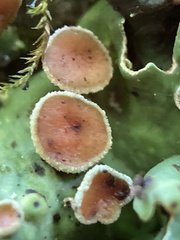 Ricasolia quercizans