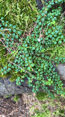 Gaultheria hispidula