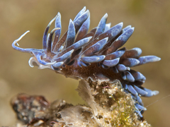 Phyllodesmium macphersonae