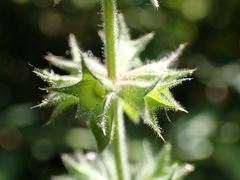 Stachys palustris