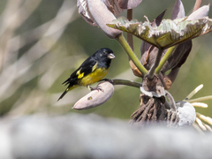 Spinus xanthogastrus