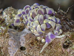 Phyllodesmium magnum