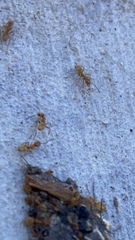Forelius pruinosus