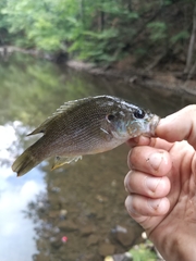 Lepomis cyanellus