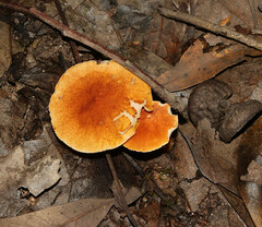 Gyroporus