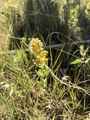 Solidago mollis