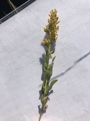 Solidago mollis