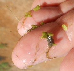 Lemna aequinoctialis