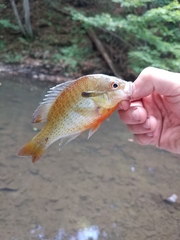 Lepomis auritus