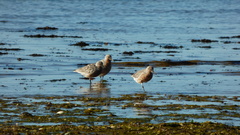 Calidris canutus