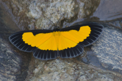 Xanthyris flaveolata