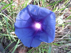 Ipomoea laeta