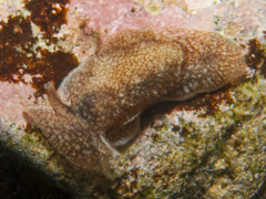 Pleurobranchaea maculata