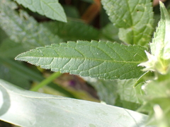 Stachys palustris