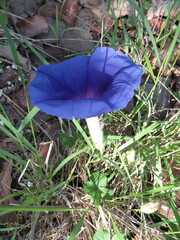 Ipomoea laeta