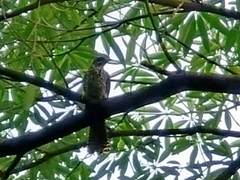 Eudynamys scolopaceus