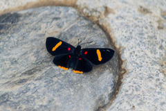 Melanis electron