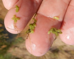 Lemna aequinoctialis