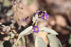 Solanum ellipticum