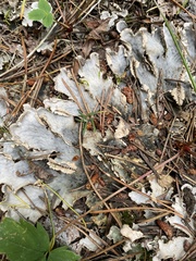 Peltigera canina