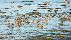 Calidris canutus