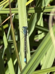 Ischnura perparva