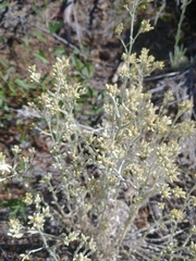 Pseudognaphalium canescens
